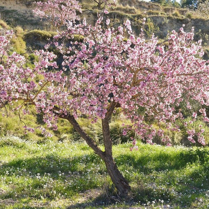 Prunus persica 'Contender' ~ Contender Peach-ServeScape