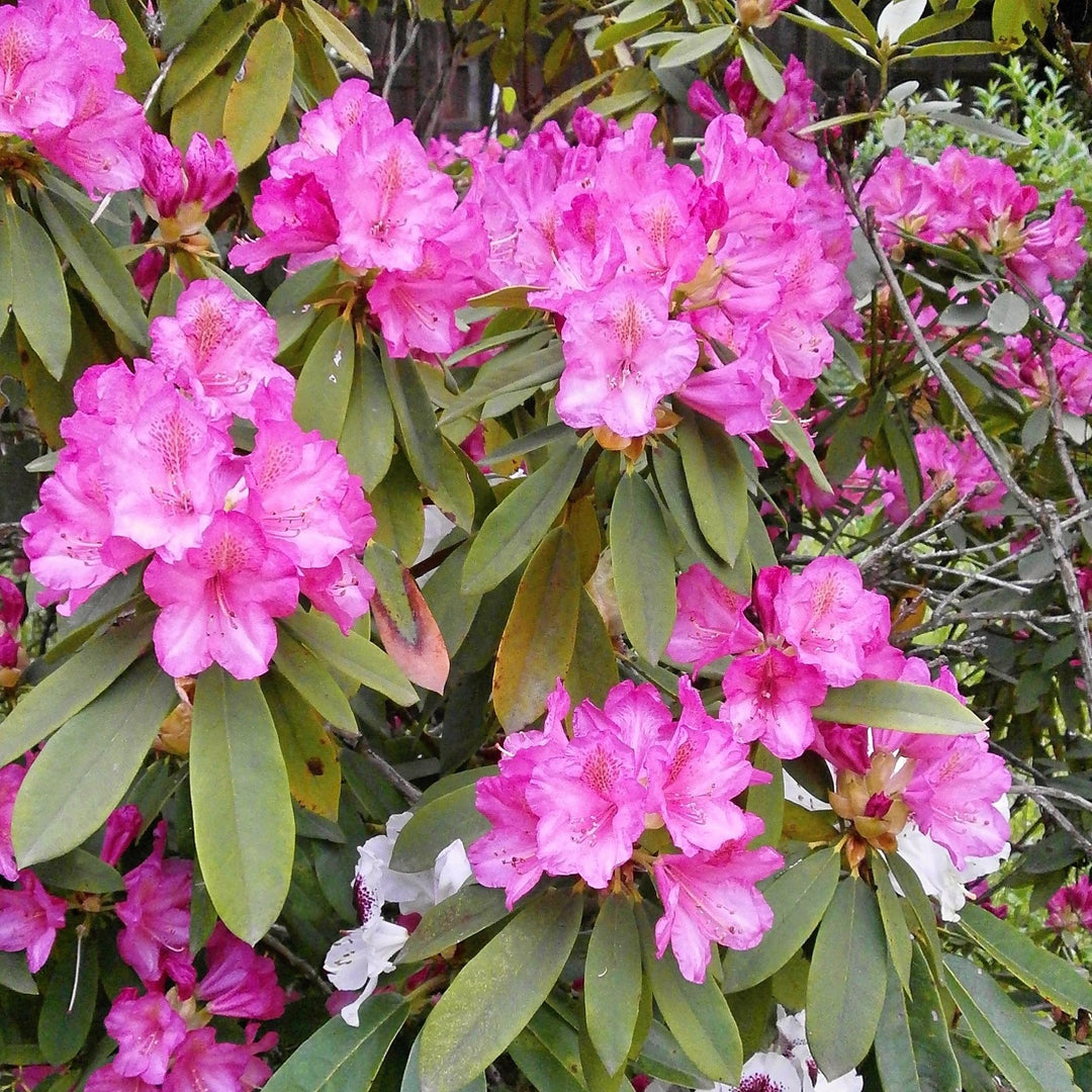Rhododendron 'Holden' ~ Holden Azalea-ServeScape