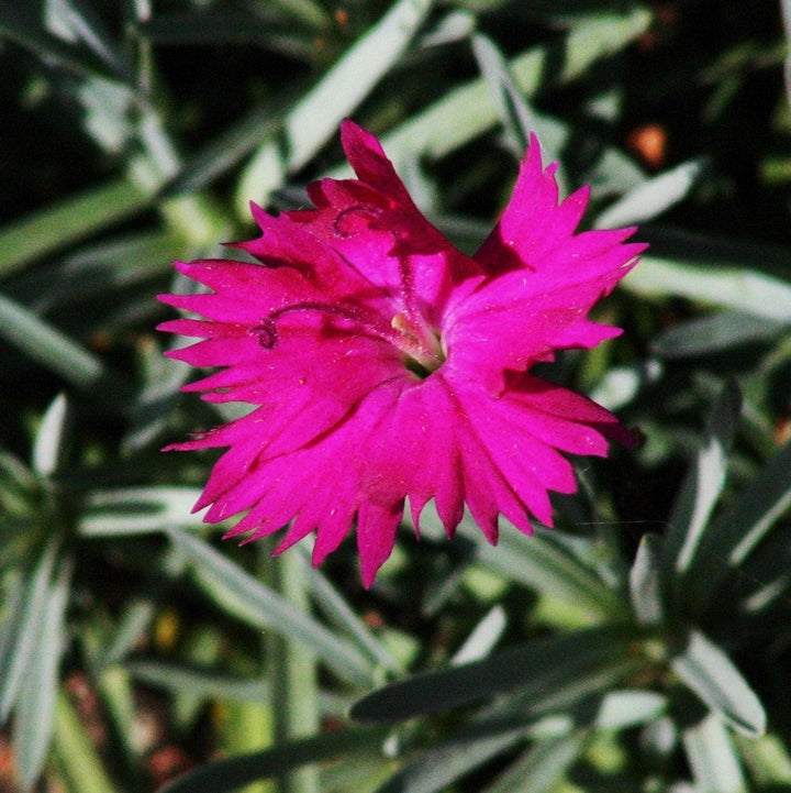 Dianthus 'Telstar Purple' ~ Telstar Purple Dianthus-ServeScape