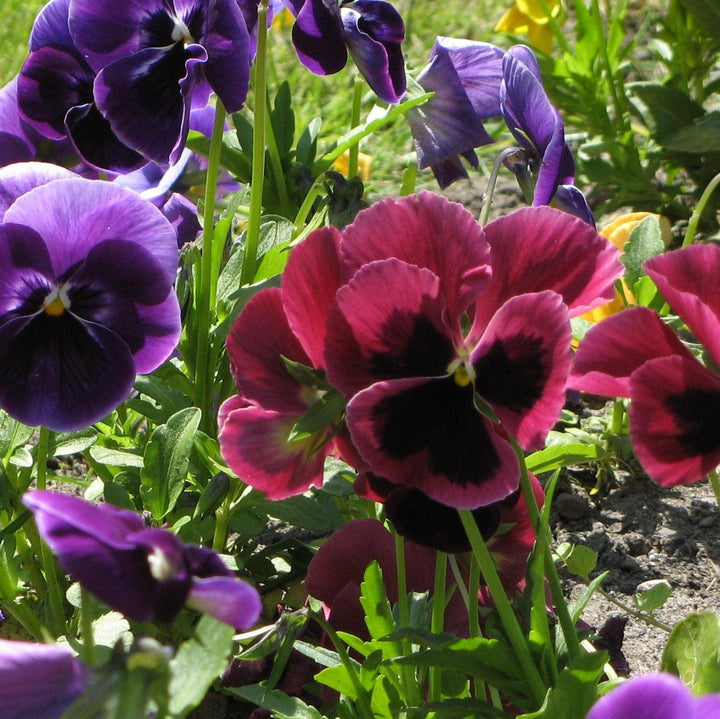 Viola cornuta 'Colormax Rose Blotch' ~ Colormax® Rose Blotch Viola-ServeScape