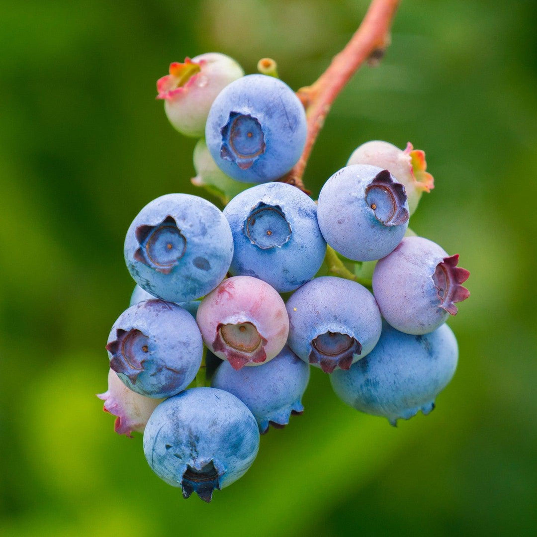 Vaccinium virgatum 'Onslow' ~ Onslow Rabbiteye Blueberry-ServeScape