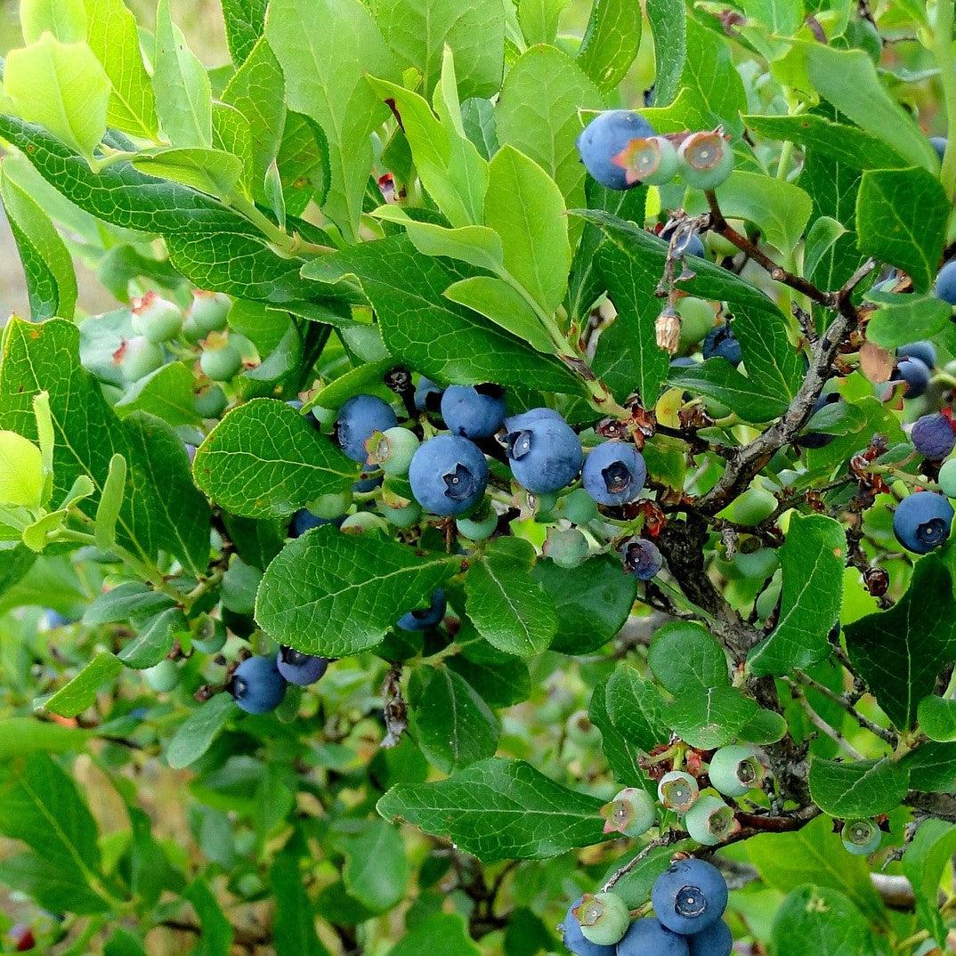 Vaccinium hybrid 'TO-1319' ~ Bushel and Berry® Southern Bluebelle Blueberry-ServeScape