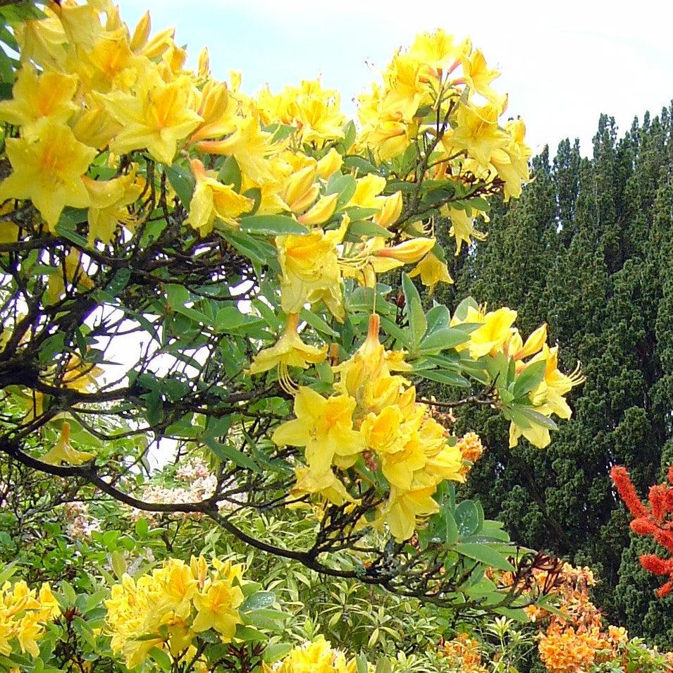 Rhododendron 'Lemonade' ~ Lemonade Native Azalea-ServeScape