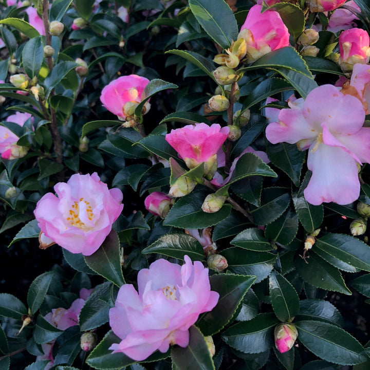 Camellia sasanqua 'Green 94-035' PP20465 ~ October Magic® Orchid™ Camellia-ServeScape