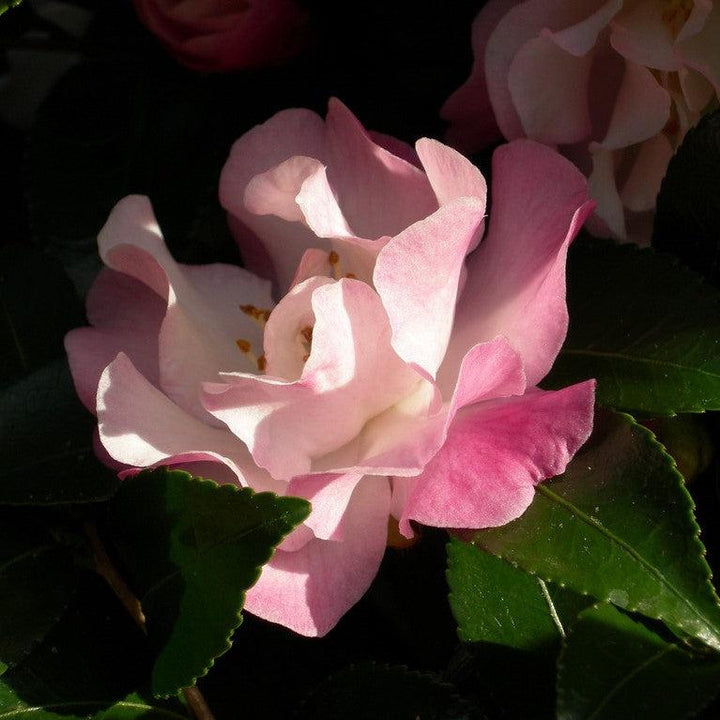 Camellia sasanqua 'Green 94-035' PP20465 ~ October Magic® Orchid™ Camellia-ServeScape