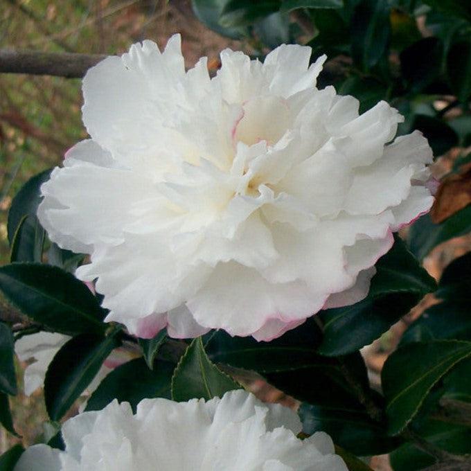 Camellia sasanqua 'Green 94-010' PP20454 ~ October Magic® Snow™ Camellia-ServeScape