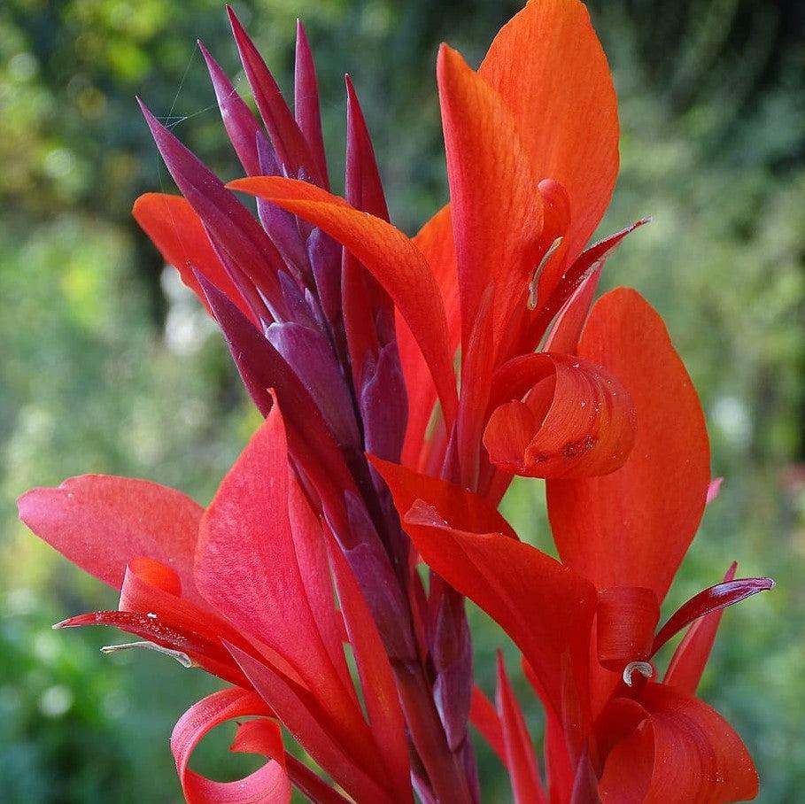 Canna x generalis 'Bronze Scarlet' ~ CANNOVA® Bronze Scarlet Canna Lily-ServeScape