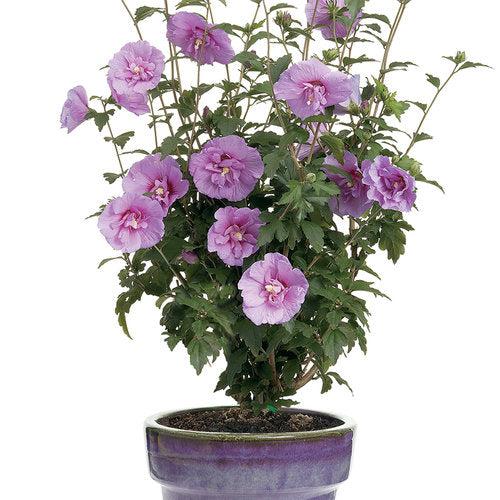 Hibiscus syriacus 'Notwoodone' ~ Lavender Chiffon® Rose of Sharon-ServeScape