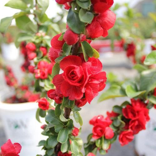 Chaenomeles speciosa 'Scarlet Storm' USPP 20,951 ~ Double Take™ Scarlet Flowering Quince-ServeScape
