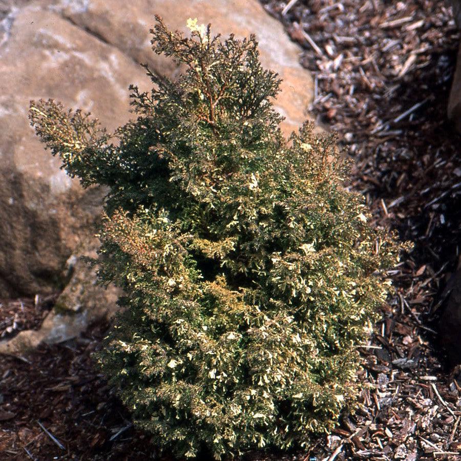 Chamaecyparis obtusa 'Snowflake' ~ Snowflake False Cypress-ServeScape
