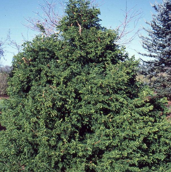 Chamaecyparis obtusa 'Torulosa' ~ Torulosa Hinoki Cypress-ServeScape