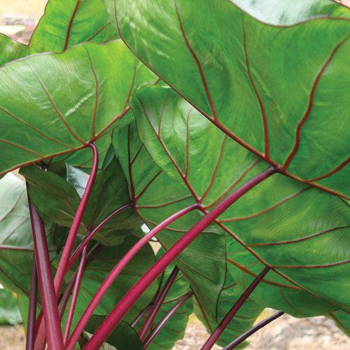 Colocasia esculenta 'Hawaiian Punch' PP #24,596 ~ Royal Hawaiian® Hawaiian Punch Elephant Ear-ServeScape