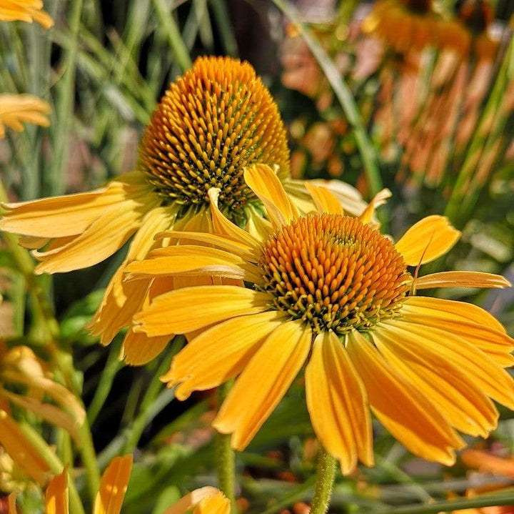 Echinacea 'TNECHKY' PP29922 ~ Kismet® Yellow Coneflower-ServeScape