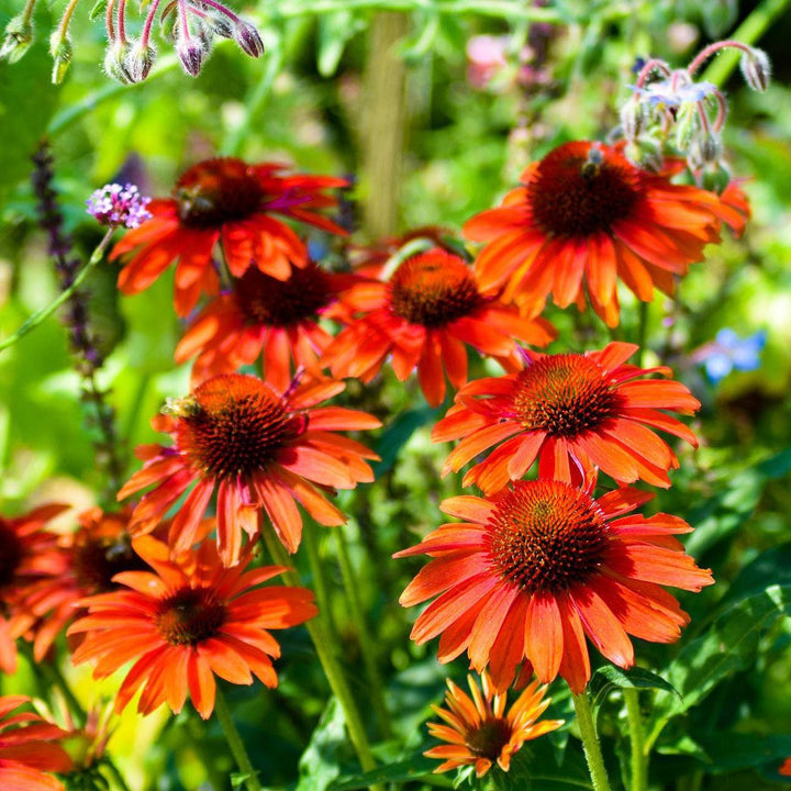 Echinacea 'Panama Red' ~ Panama® Red Coneflower-ServeScape