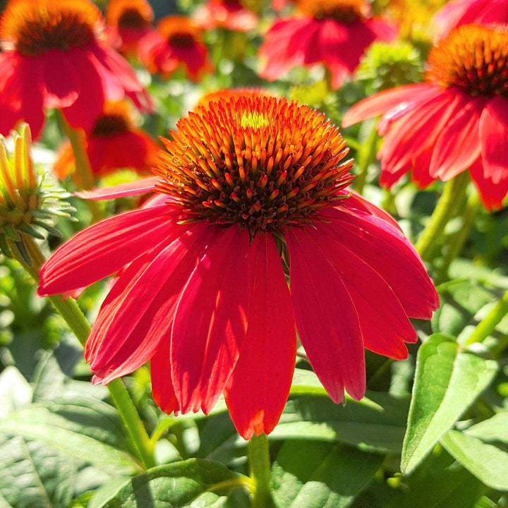 Echinacea 'Panama Red' ~ Panama® Red Coneflower-ServeScape