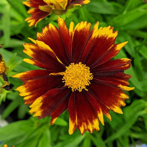 Coreopsis Baluptred' PP3386' ~ Uptick™ Red Coreopsis-ServeScape