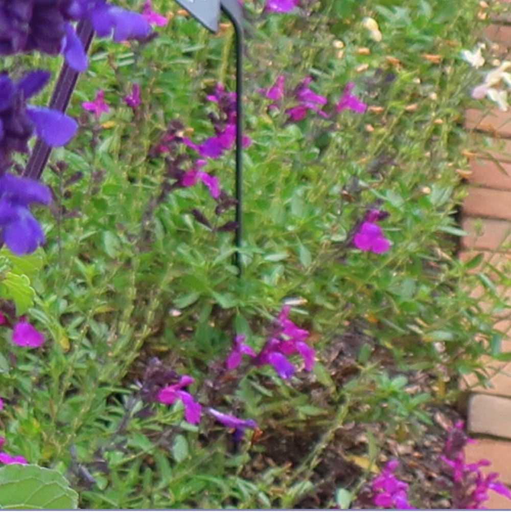 Salvia greggii 'Balmirdepur' ~ Mirage™ Deep Purple Autumn Sage-ServeScape