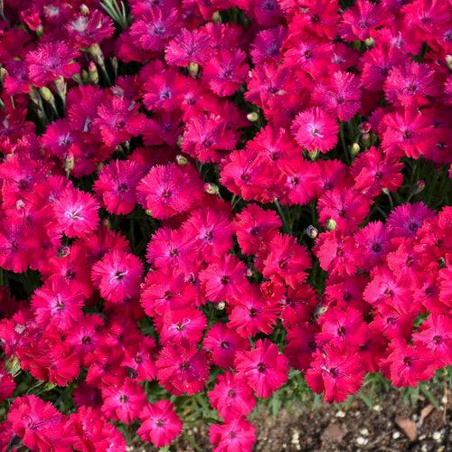 Dianthus 'Paint the Town Red' ~ Paint the Town Red Dianthus-ServeScape