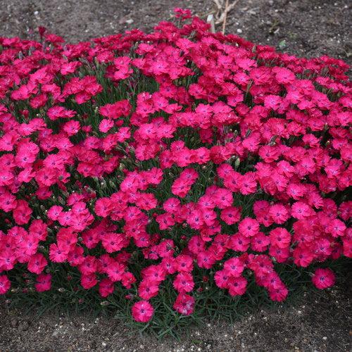 Dianthus 'Paint the Town Red' ~ Paint the Town Red Dianthus-ServeScape