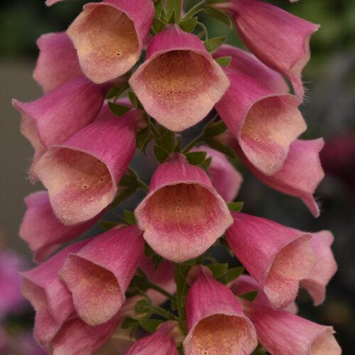 Digitalis ''Balroxose' ~ Arctic Fox Rose Foxglove-ServeScape