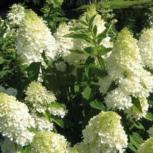 Hydrangea paniculata ‘Bokrathirteen' ~ Sweet Summer Hydrangea-ServeScape