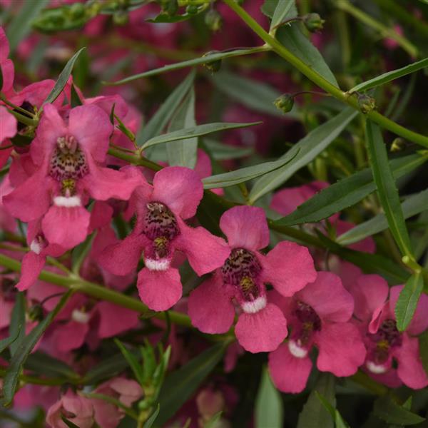Angelonia angustifolia 'Balangspini' ~ AngelMist® Spreading Pink Summer Snapdragon-ServeScape