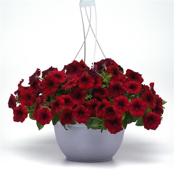 Petunia x 'PAS933560' ~ Easy Wave® Red Velour Spreading Petunia-ServeScape