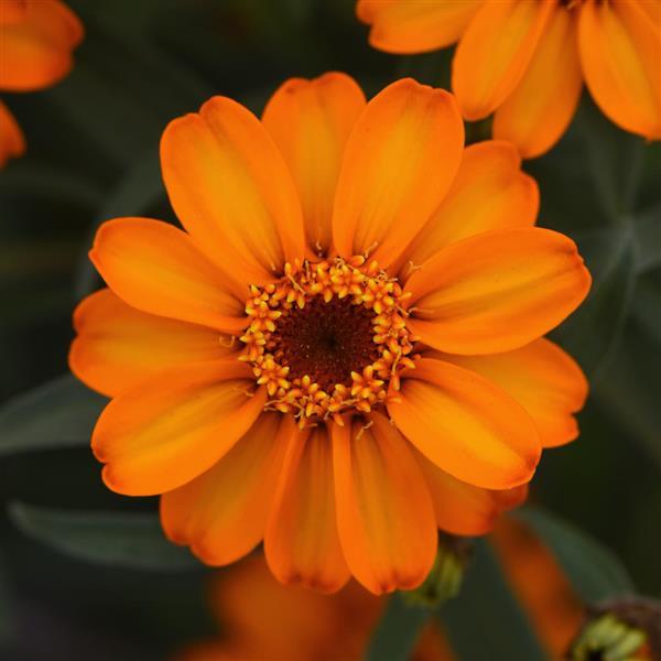 Zinnia angustifolia ‘Star Orange’ ~ Star Orange Zinnia-ServeScape