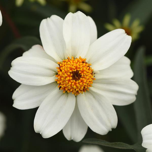 Zinnia angustifolia ‘Star White’ ~ Star White Zinnia-ServeScape