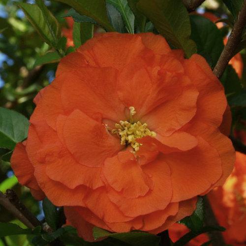 Chaenomeles speciosa 'Orange Storm' USPP 20,950 ~ Double Take™ Orange Flowering Quince-ServeScape