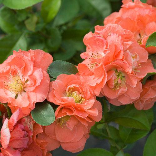 Chaenomeles speciosa 'NCCS4' ~ PW® Double Take™ Peach Flowering Quince-ServeScape