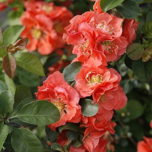 Chaenomeles speciosa 'NCCS4' ~ PW® Double Take™ Peach Flowering Quince-ServeScape