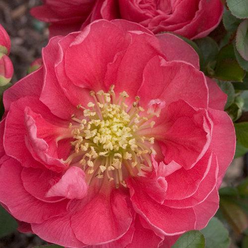 Chaenomeles speciosa 'Pink Storm' ~ PW® Double Take™ Pink Flowering Quince-ServeScape