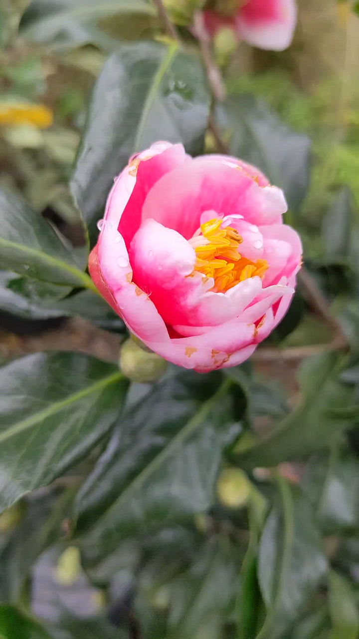 Camellia japonica 'Sadaharu Oh' ~ Sadaharu Oh Camellia