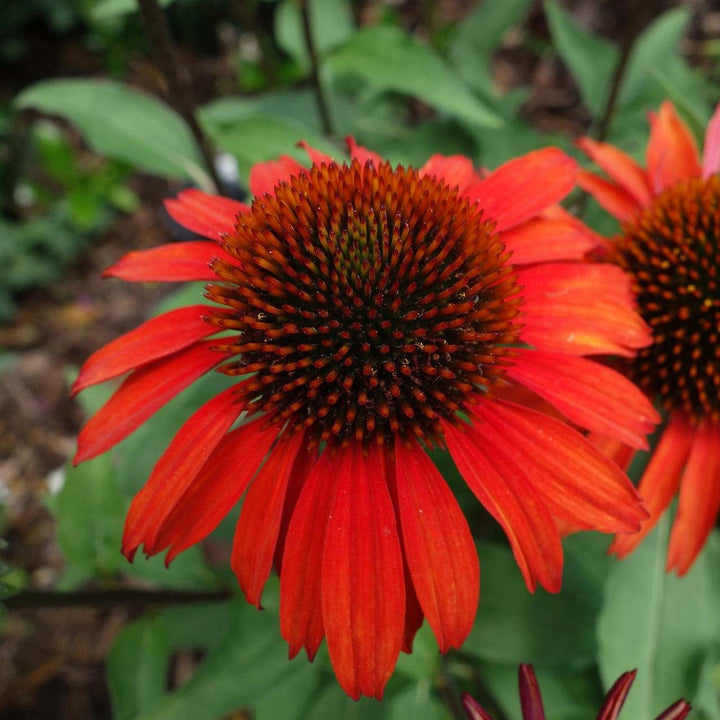 Echinacea 'Panama Red' ~ Panama® Red Coneflower-ServeScape