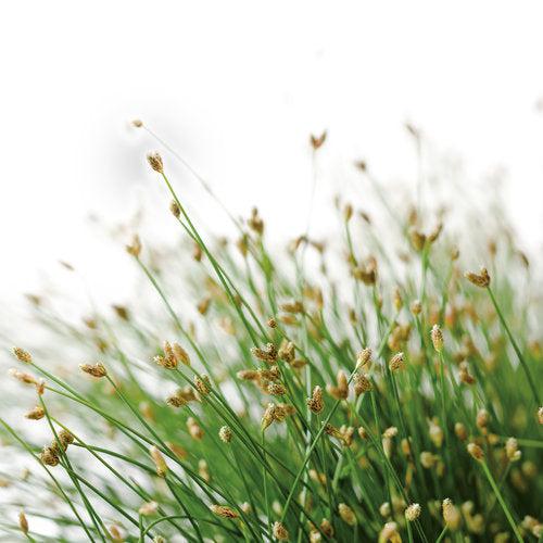Isolepis cernuus~ Graceful Grasses® Fiber Optic Grass-ServeScape