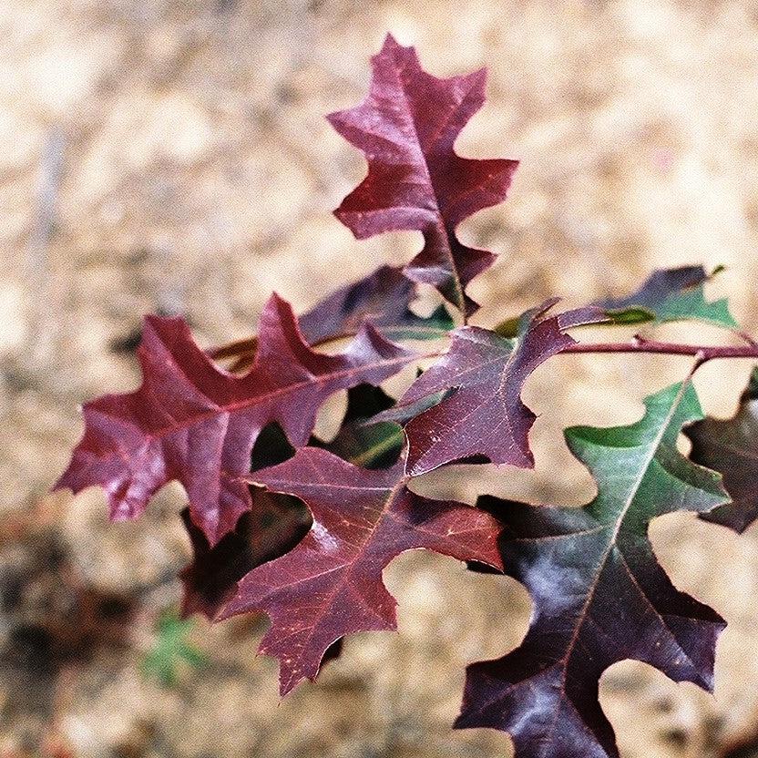 Quercus nuttallii ‘QNMTF’ ~ Tytlest® Nuttall Oak-ServeScape