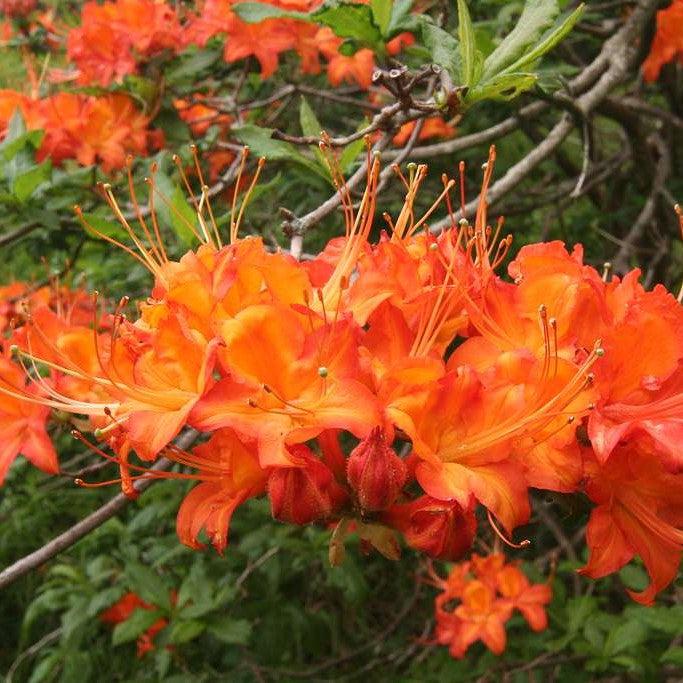 Rhododendron 'Frontier Gold' ~ Frontier Gold Native Azalea-ServeScape