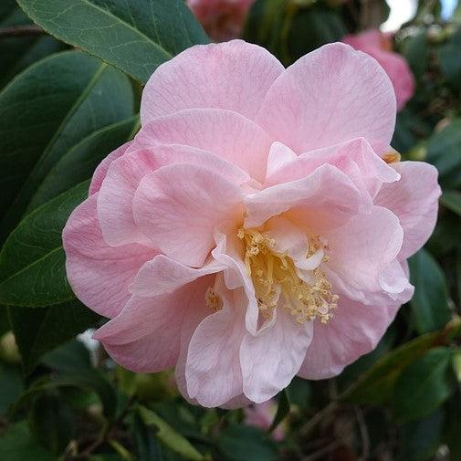 Camellia japonica 'Junior Miss' ~ Junior Miss Camellia-ServeScape