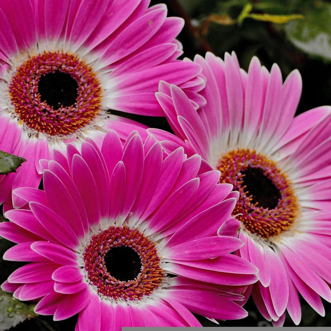 Gerbera 'Garvinea Sweet Spice' ~ Garvinea® Sweet Spice Gerbera-ServeScape