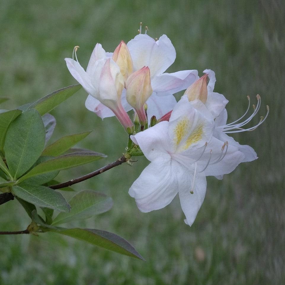 Rhododendron x 'Darlin's Dream' ~ Darlin's Dream Native Azalea-ServeScape