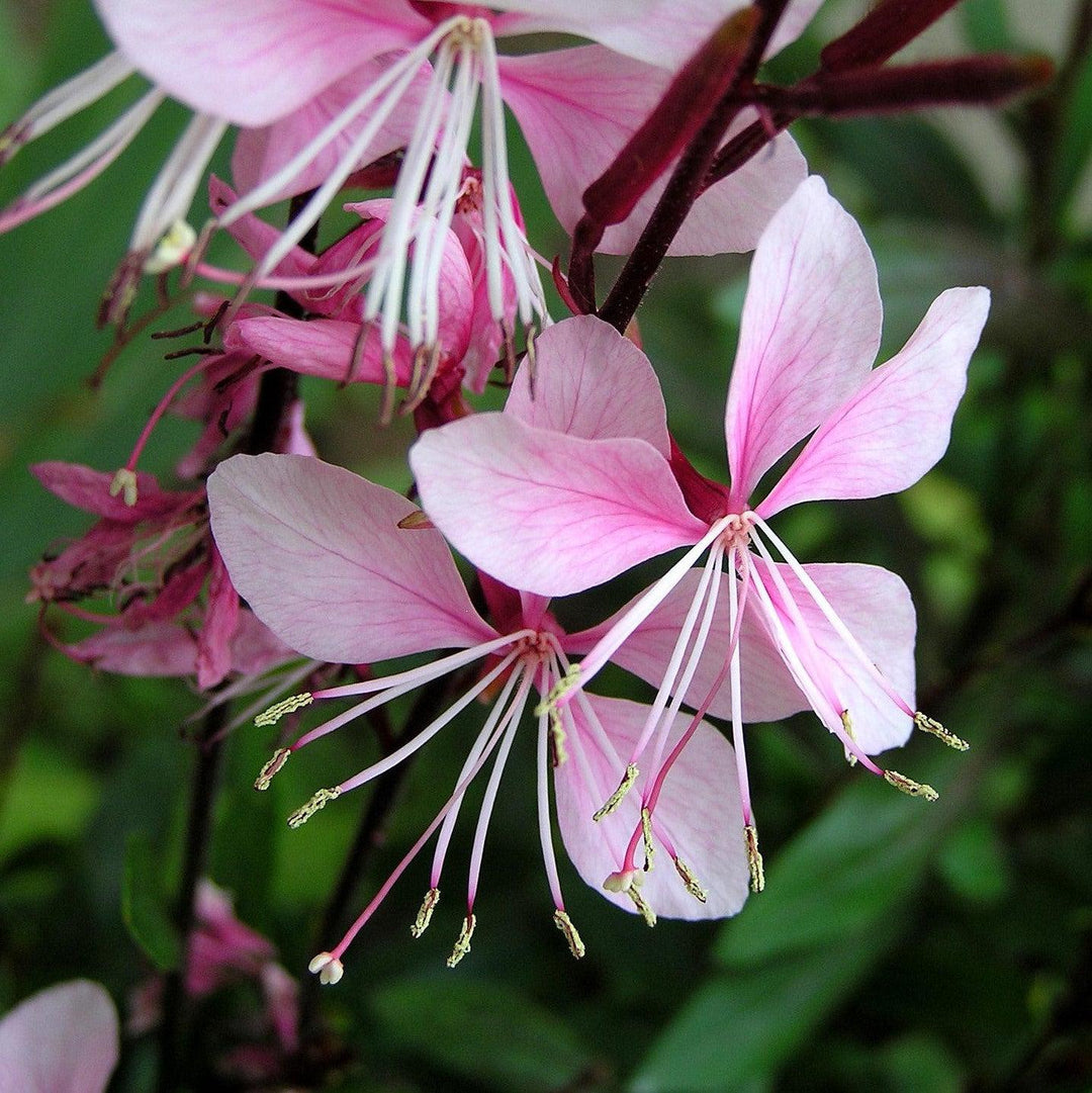 Gaura lindheimeri 'Steffi Blush Pink' ~ Steffi™ Blush Pink Gaura-ServeScape