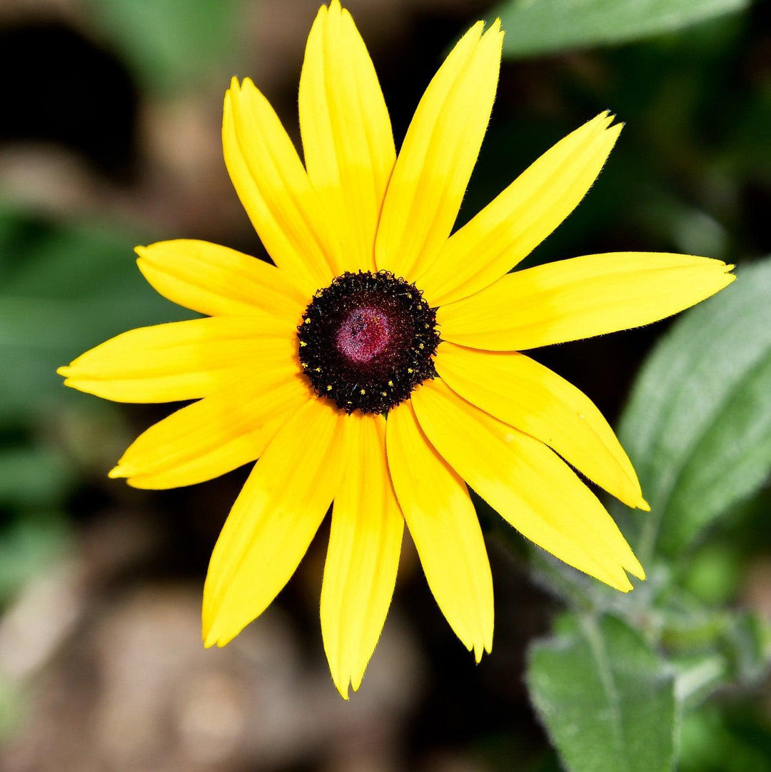 Helianthus atrorubens ~ Purpledisc Sunflower-ServeScape