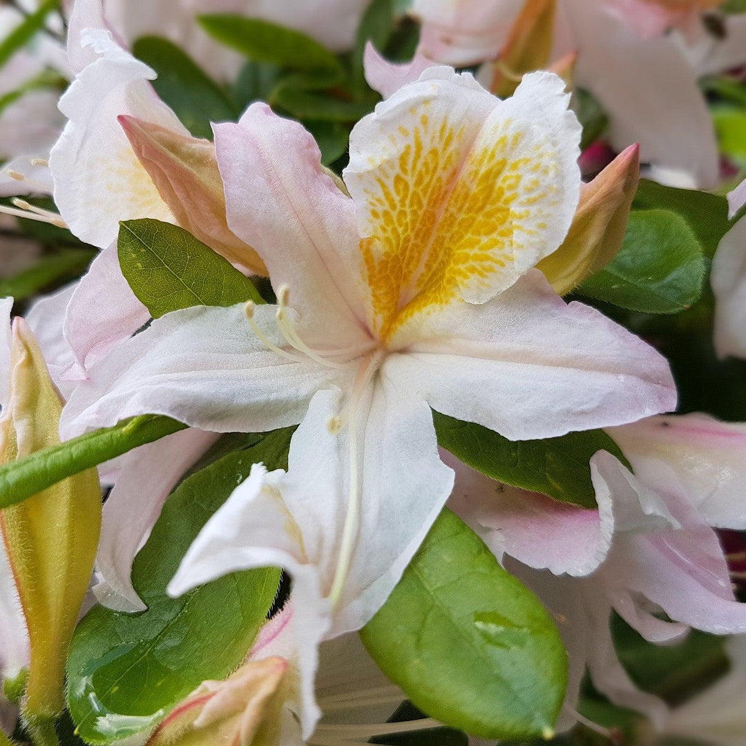 Rhododendron x 'Darlin's Dream' ~ Darlin's Dream Native Azalea-ServeScape