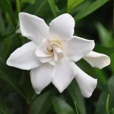 Gardenia jasminoides 'Leesix' PP32472 ~ Fool Proof™ Gardenia-ServeScape