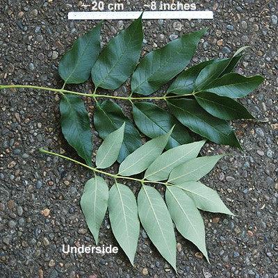 Fraxinus pennsylvanica 'Urbdell' ~ Urbanite® Green Ash-ServeScape
