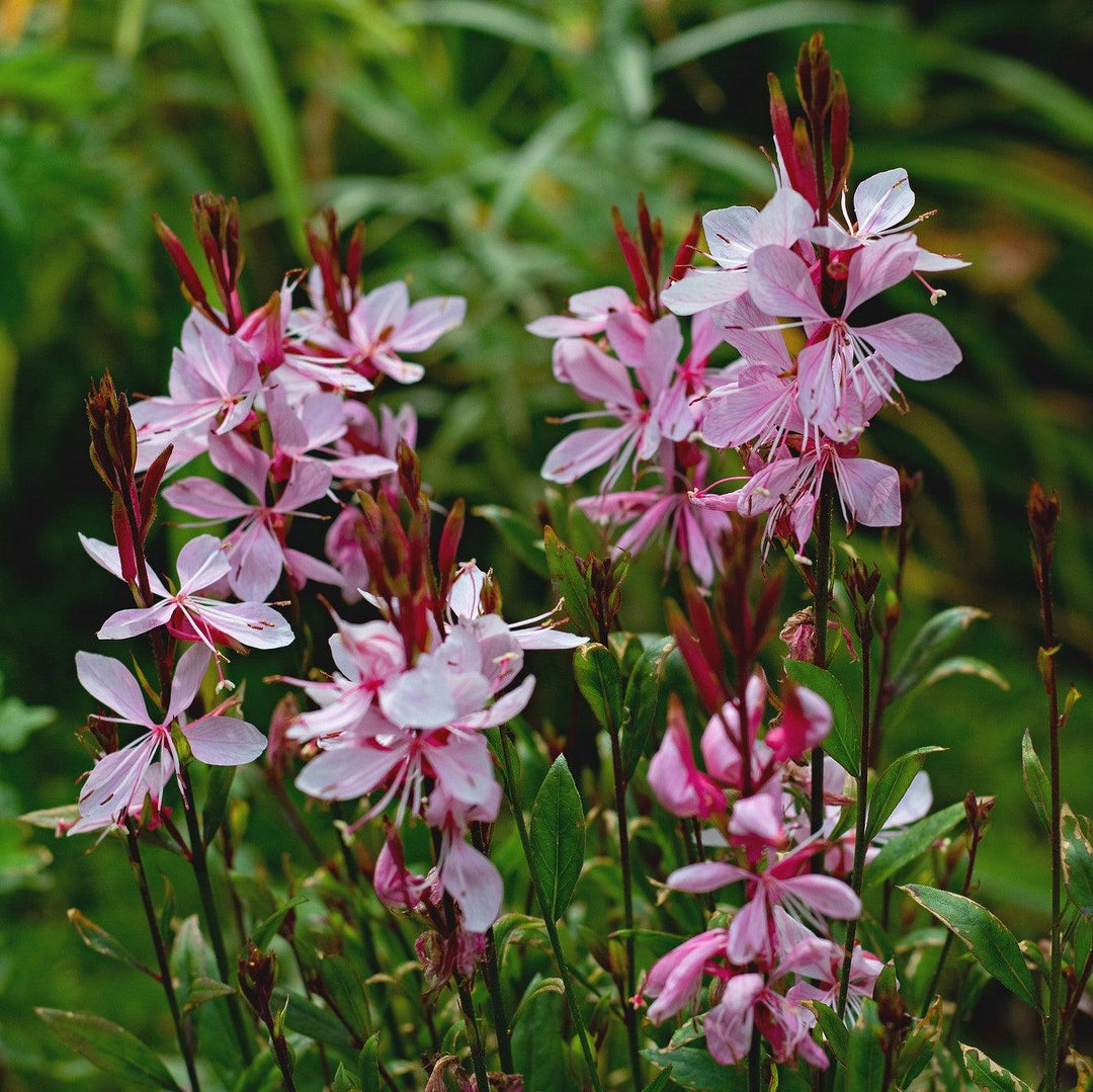 Gaura lindheimeri 'Steffi Blush Pink' ~ Steffi™ Blush Pink Gaura-ServeScape