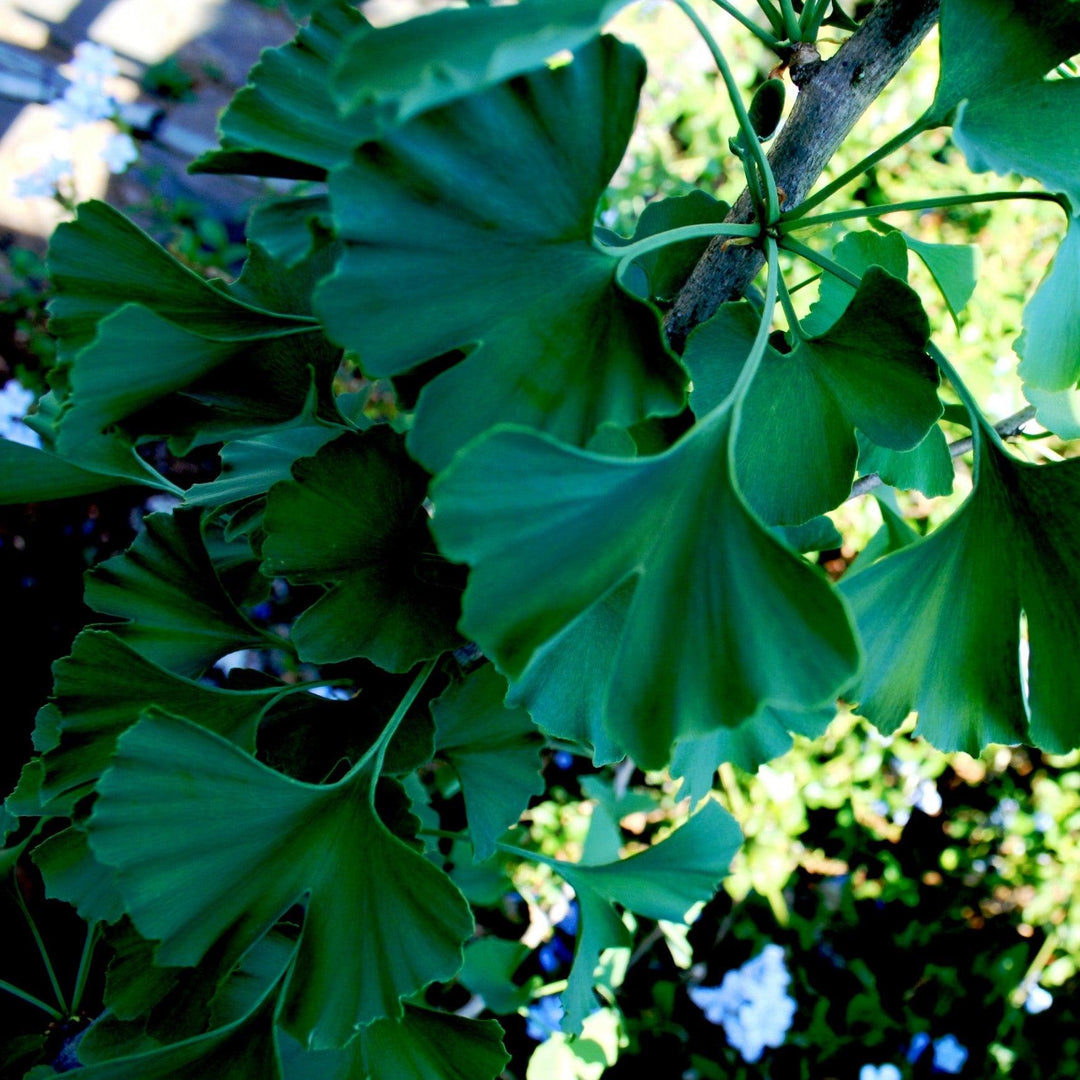 Ginkgo biloba 'JN9' ~ Sky Tower™ Ginkgo-ServeScape