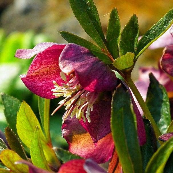 Helleborus x hybridus 'Ruby Wine' ~ Winter Jewels® Ruby Wine Lenten Rose-ServeScape