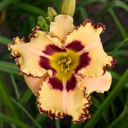 Hemerocallis 'King of the ages’ ~ Rainbow Rhythm® King of the Ages Daylily-ServeScape